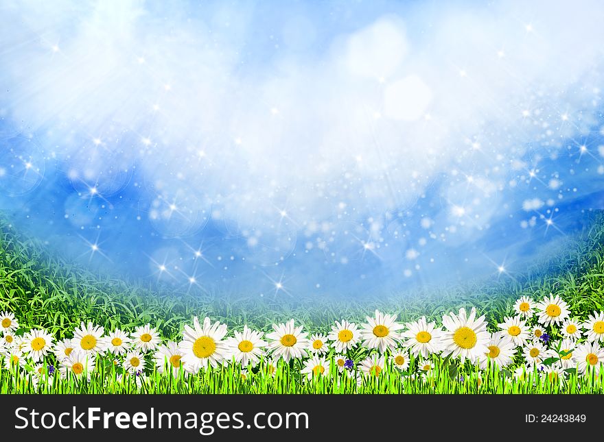Green field with daisy flowers under the sunlight as natural background