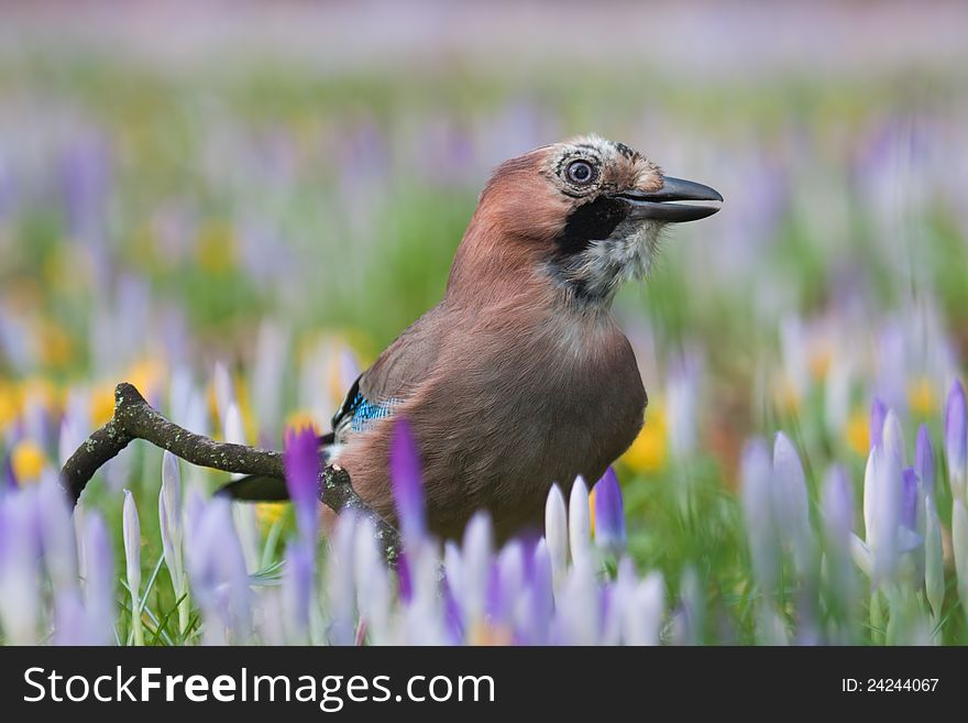 Surprised looking Eurasian jay in an environment of spring flowers. Surprised looking Eurasian jay in an environment of spring flowers