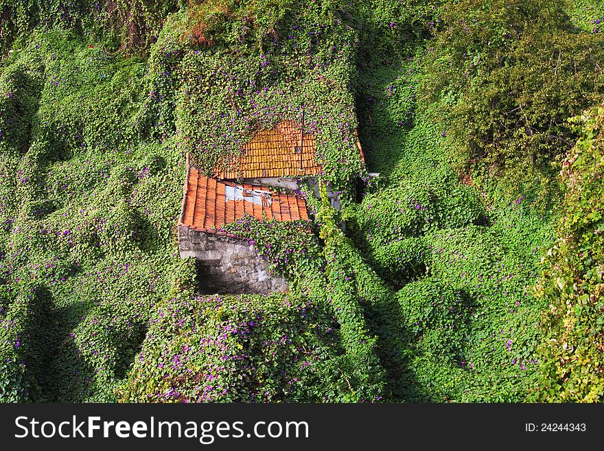 Abandoned house overgrowing with a flowering climbing plant. Abandoned house overgrowing with a flowering climbing plant