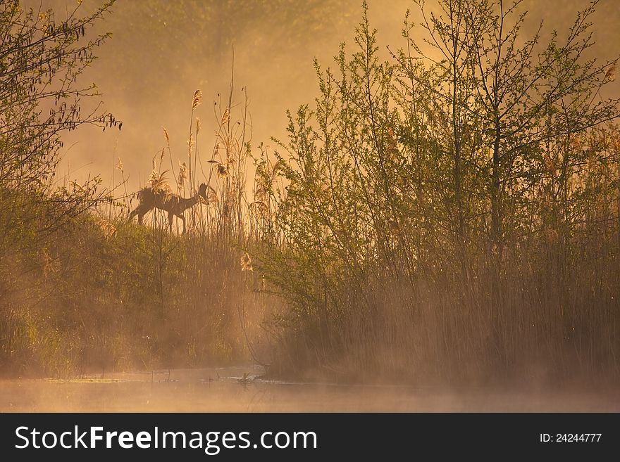 Silhouette of a deer in a misty morning scene at a lake. Silhouette of a deer in a misty morning scene at a lake