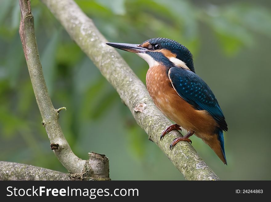 Common kingfisher sitting on a branch