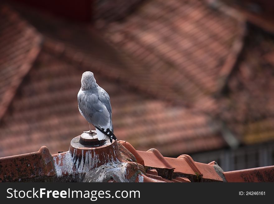 Seagull Looking Over The Roofs