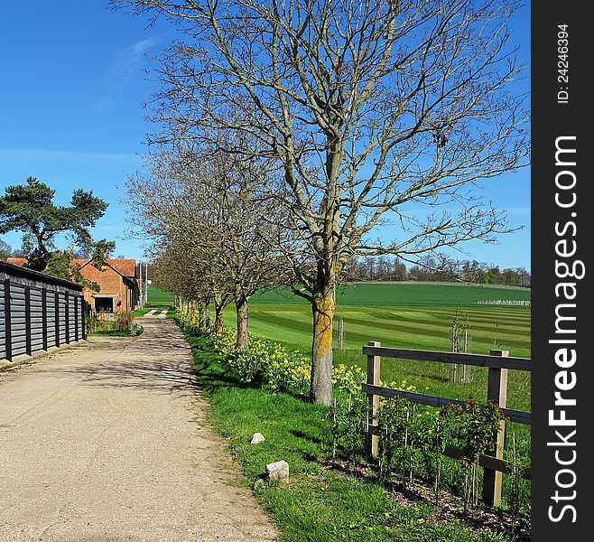 Daffodils and trees alongside a track leading to a Farmhouse. Daffodils and trees alongside a track leading to a Farmhouse