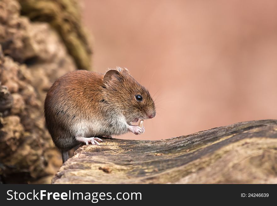 Cute mouse sitting on a dead tree trunk nibbling at a sunflower seed. Cute mouse sitting on a dead tree trunk nibbling at a sunflower seed