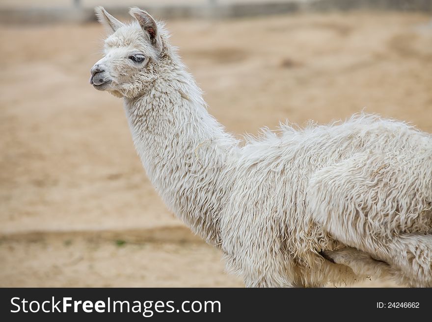 White alpaca looking and walking around. White alpaca looking and walking around