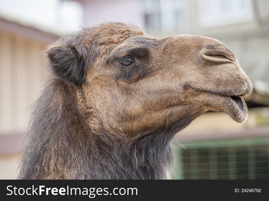 Funny looking Arabian brown camel