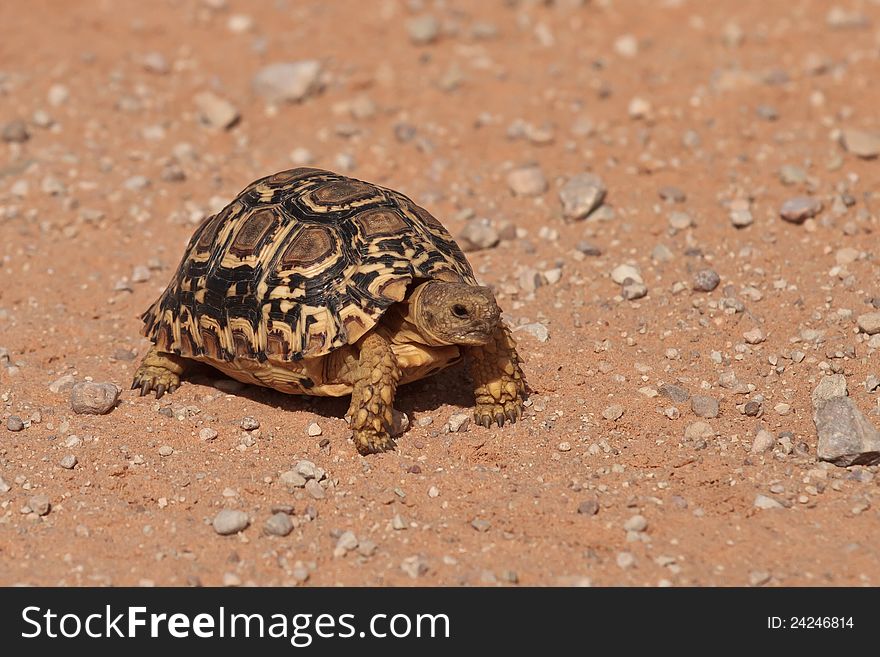 Leopard tortoise in dirt road