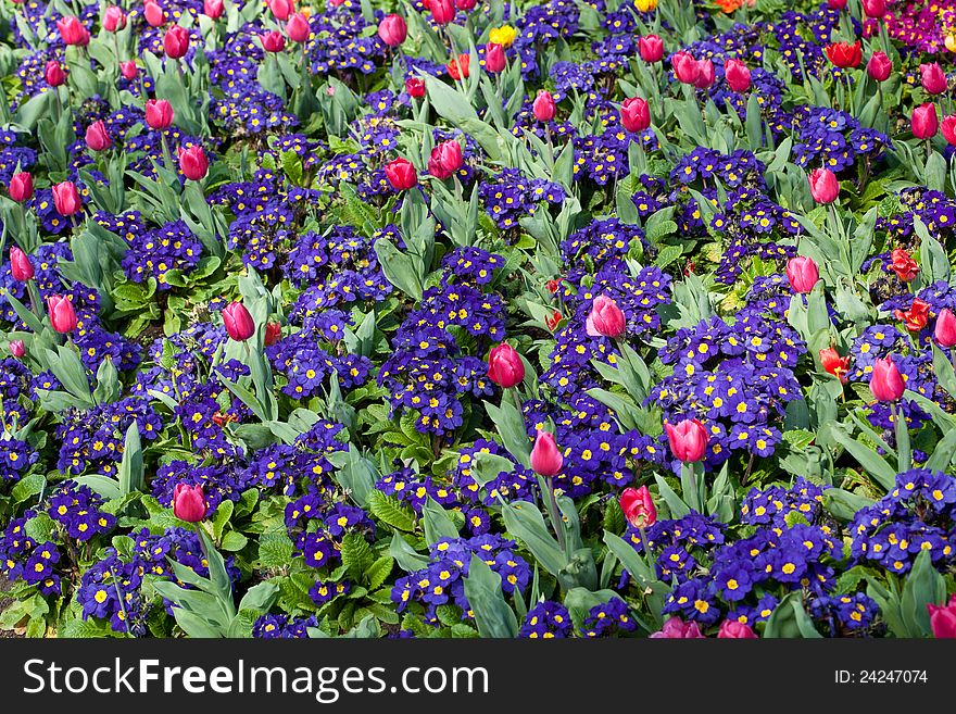 Beautiful beds of flowers in sunlight. Beautiful beds of flowers in sunlight