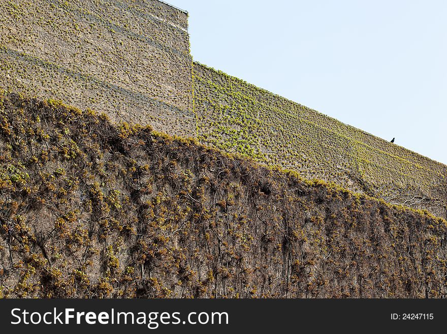 The castle wall covered with sinews. The castle wall covered with sinews