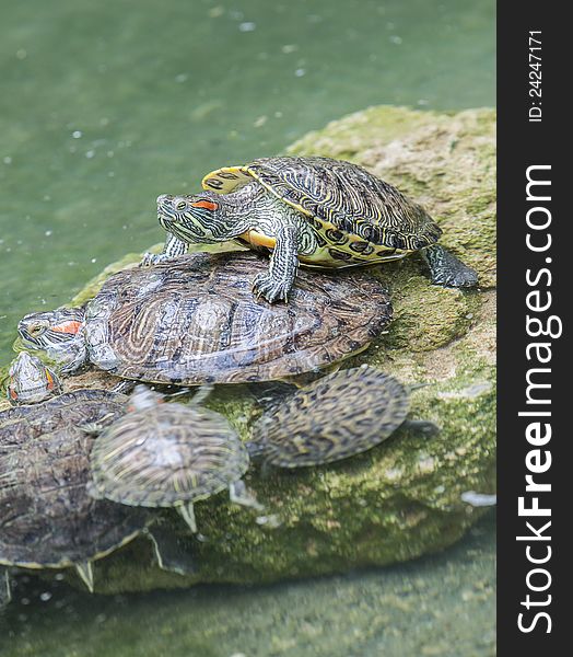 Colorful water turtles playing on a rock