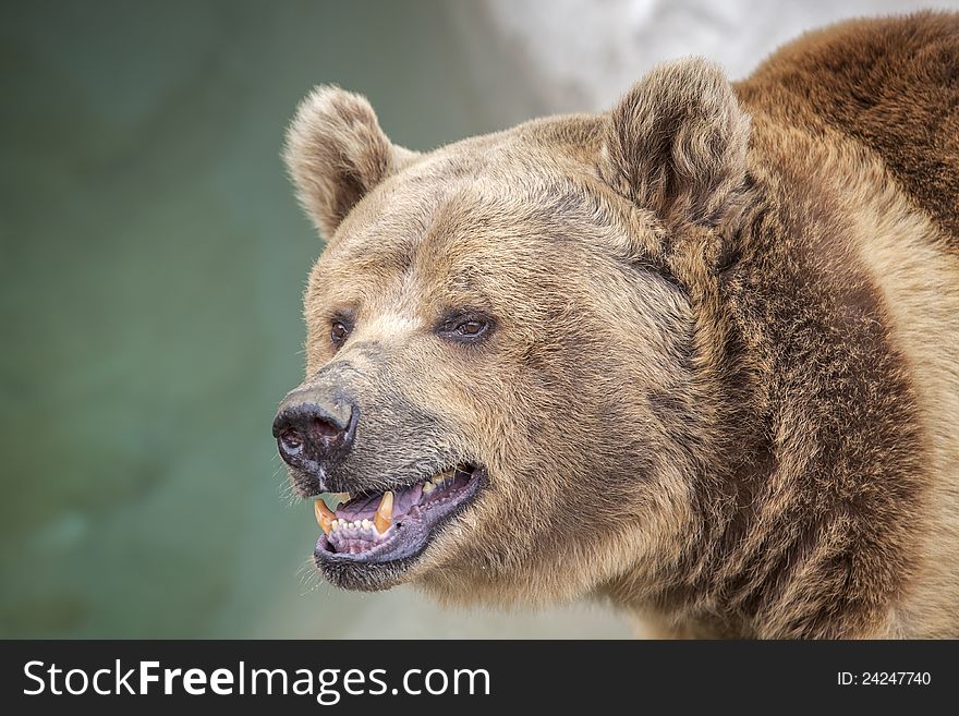 Grizzly bear looking around angrily. Grizzly bear looking around angrily