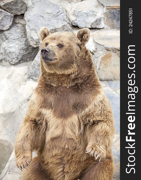 Grizzly bear sitting and looking around. Grizzly bear sitting and looking around