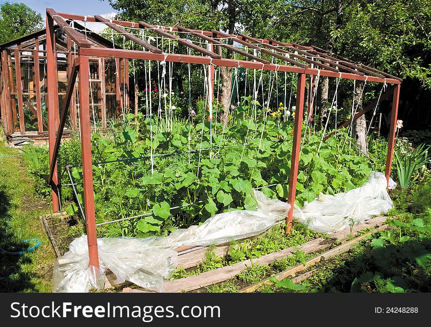 Open hothouse with cucumbers on summer residence