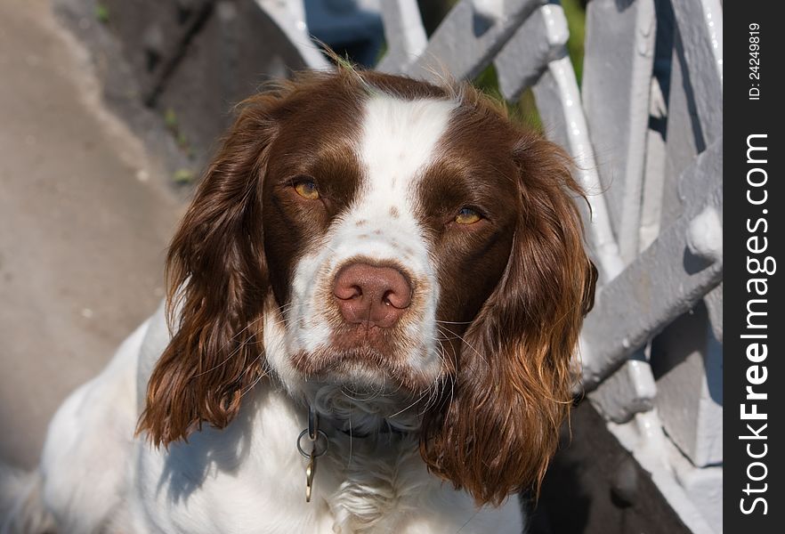 Spaniel English Springer Dog