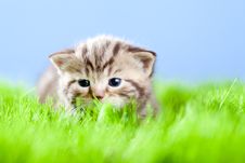 Tabby Kitten Scottish Lying On Green Grass Stock Photography
