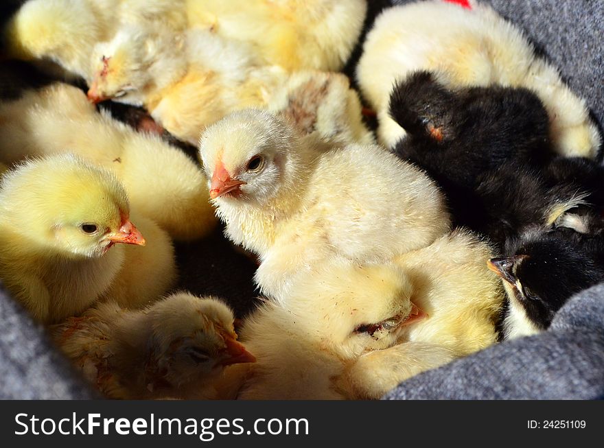 Image of some baby chickens in a basket