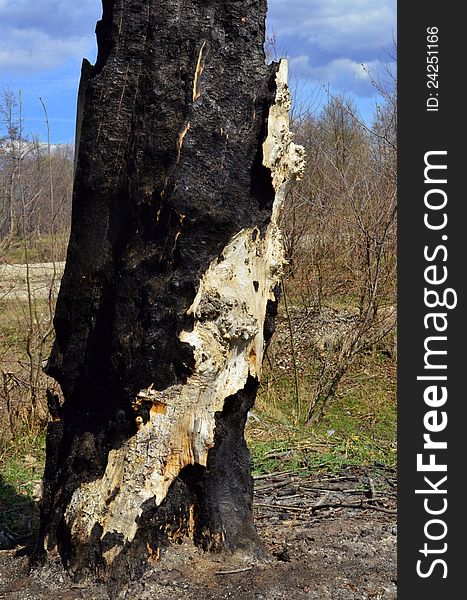 Image of a tree log burned on the outside and still standing. Image of a tree log burned on the outside and still standing