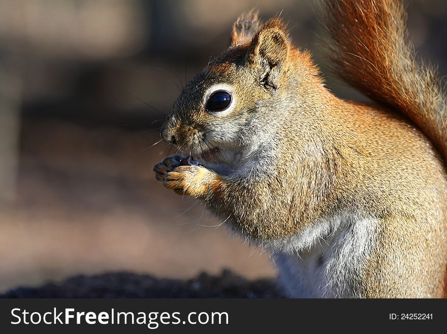 Red Squirrel Tamiasciurus hudsonicus close up of face in sun