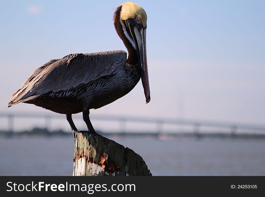 A large pelican eyeing the camera.