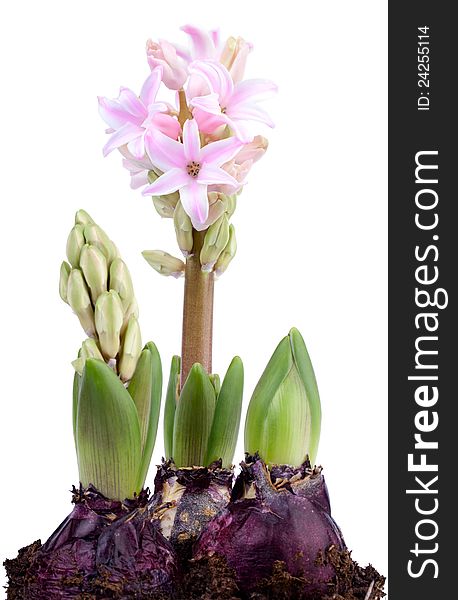 Attractive springtime flower, pinkish Hyacinth isolated on white