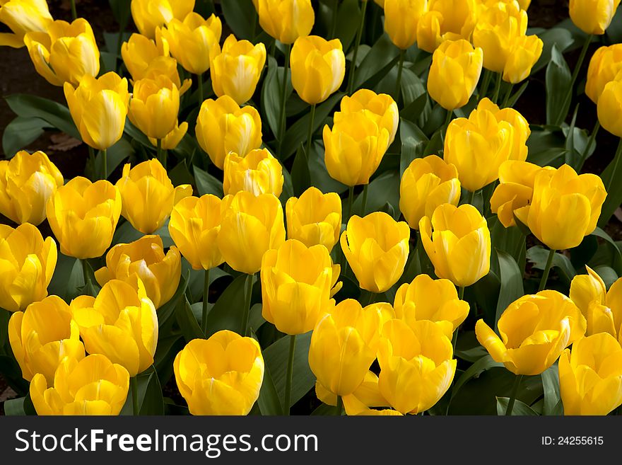 Field of yellow tulips Candela