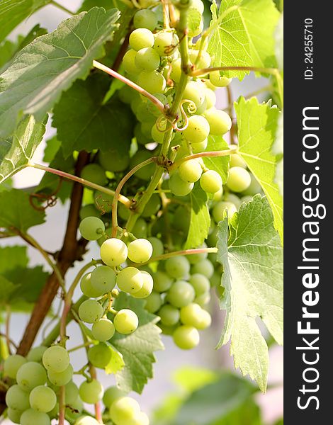 Green grapes growing on vine in bright sunshine
