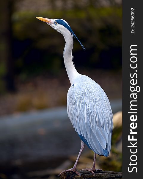 A large, graceful blue  heron. A large, graceful blue  heron