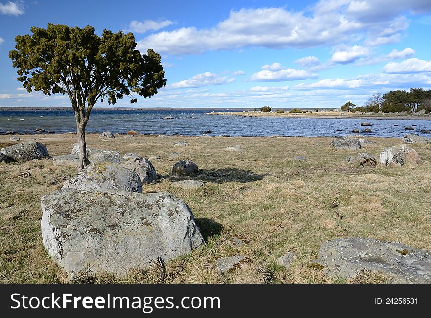 Single pine tree on Swedish sea coast. Single pine tree on Swedish sea coast