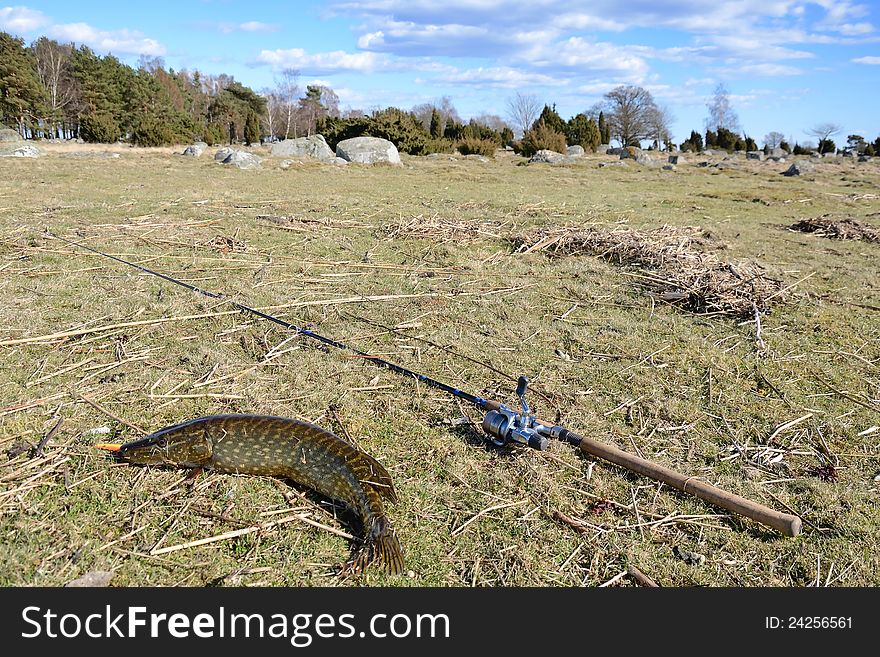 Freshly caught pike on a sea coast. Freshly caught pike on a sea coast