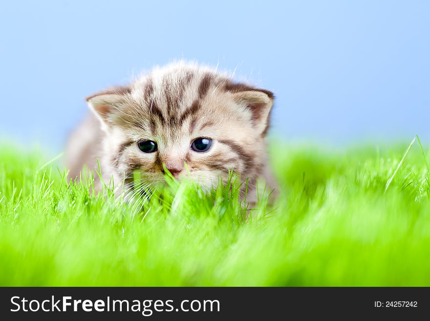 Little tabby kitten Scottish lying on green grass