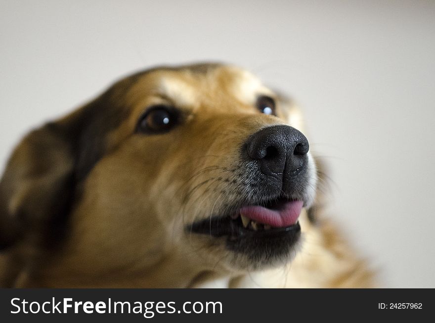 Portrait of crossbreed collie and retriever