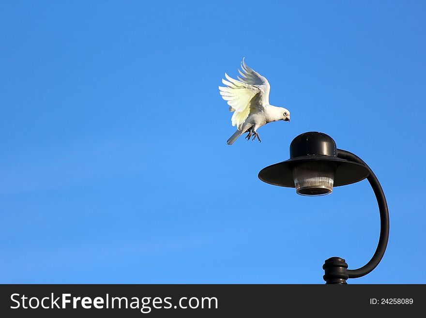 A corella flies to a street light pole after a feed of olives from a nearby tree, its white wings showing a sulphur yellow under plumage. A corella flies to a street light pole after a feed of olives from a nearby tree, its white wings showing a sulphur yellow under plumage.