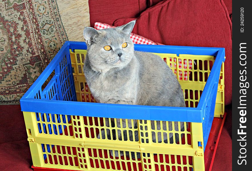 Photo of a lovely pedigree british shorthair cat not wanting to be left behind on moving day!. Photo of a lovely pedigree british shorthair cat not wanting to be left behind on moving day!