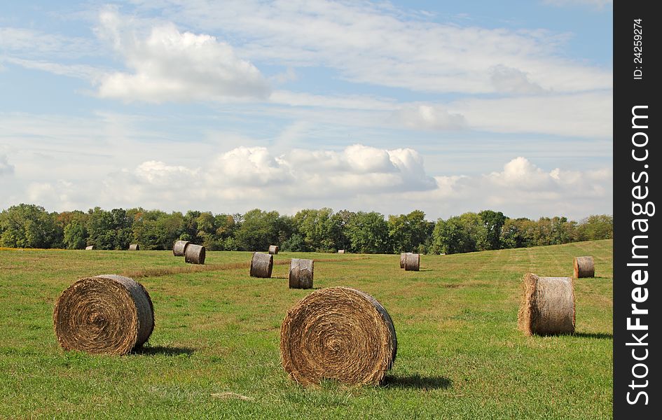 Bales of hay in a farm field. Bales of hay in a farm field