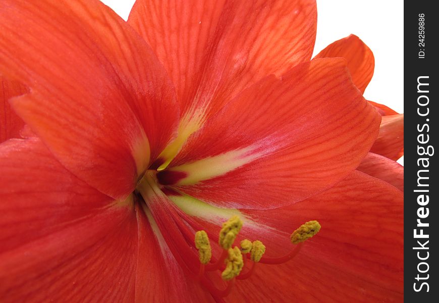 Red Amaryllis Lily flower full bloom