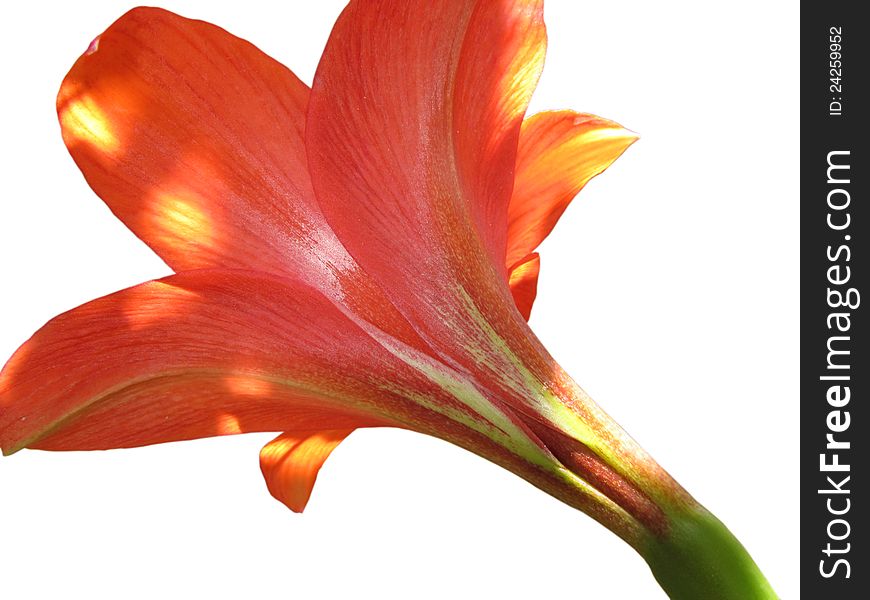 Red Amaryllis Lily flower trumpet