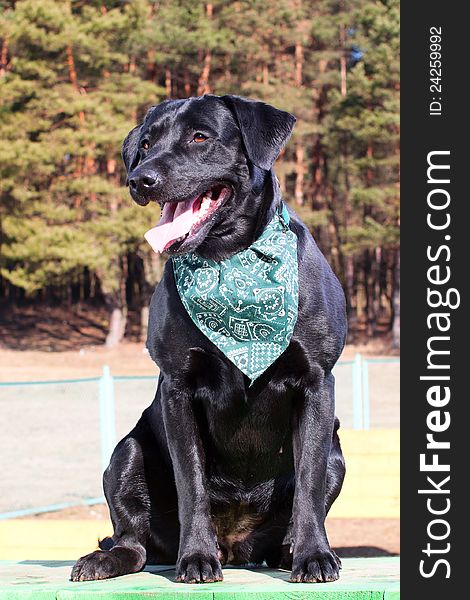 Black Labrador retriever portrait, sitting position, spring