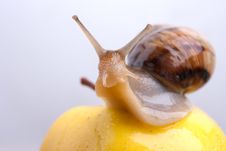 Snail On A Yellow Apple Royalty Free Stock Photo