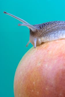 Snail On A Red Apple Stock Image