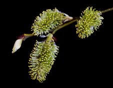 Pussy Willow Royalty Free Stock Photos Pussy Willow Royalty Free Stock Photos