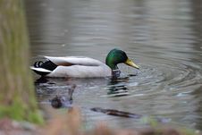 Mallard Duck Stock Images