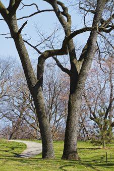 Two Mature Black Oak Trees And Staked Sapling Royalty Free Stock Images