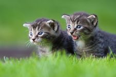 Two Kitten Royalty Free Stock Images Two Kitten Royalty Free Stock Images