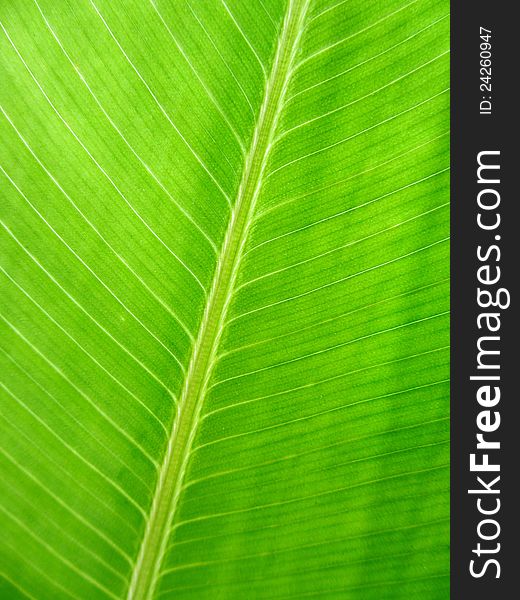 Heliconia Golden Torch leaf background
