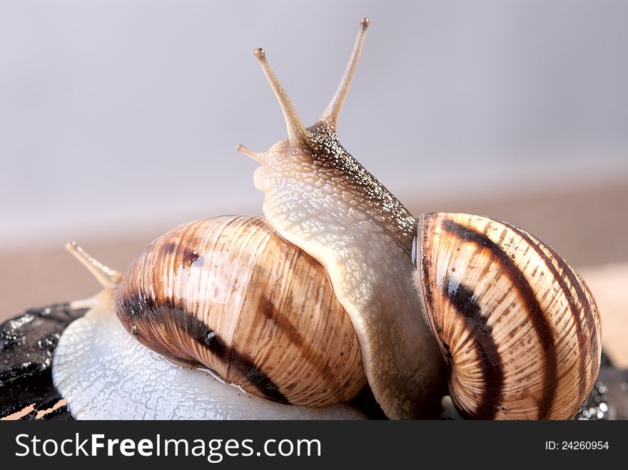 Shellfish, snail by CU on a background. Shellfish, snail by CU on a background