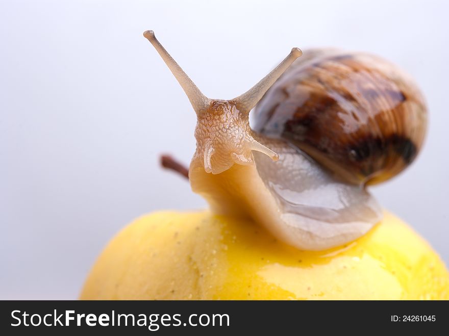 Snail On A Yellow Apple