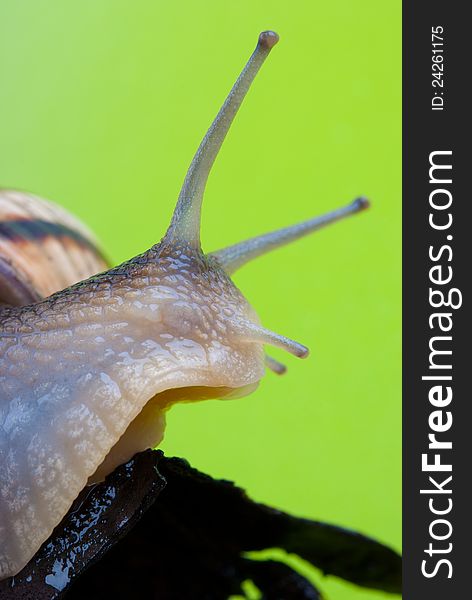 Snails on a wooden bark