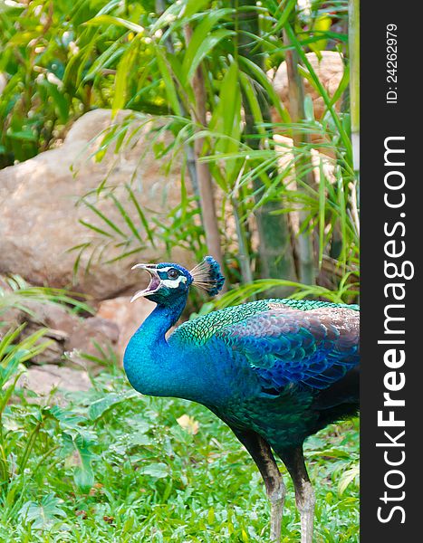 An Indian Peafowl Is Calling Out For A Female In T