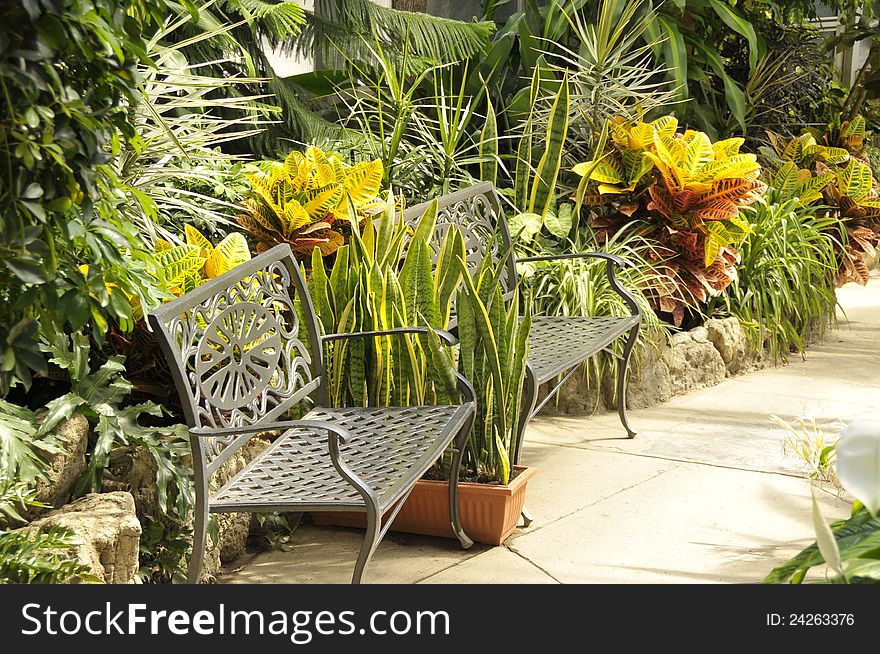 Beautiful tropical plants glowing in tropical like sunlight with metal chair chairs available for relaxing. Beautiful tropical plants glowing in tropical like sunlight with metal chair chairs available for relaxing