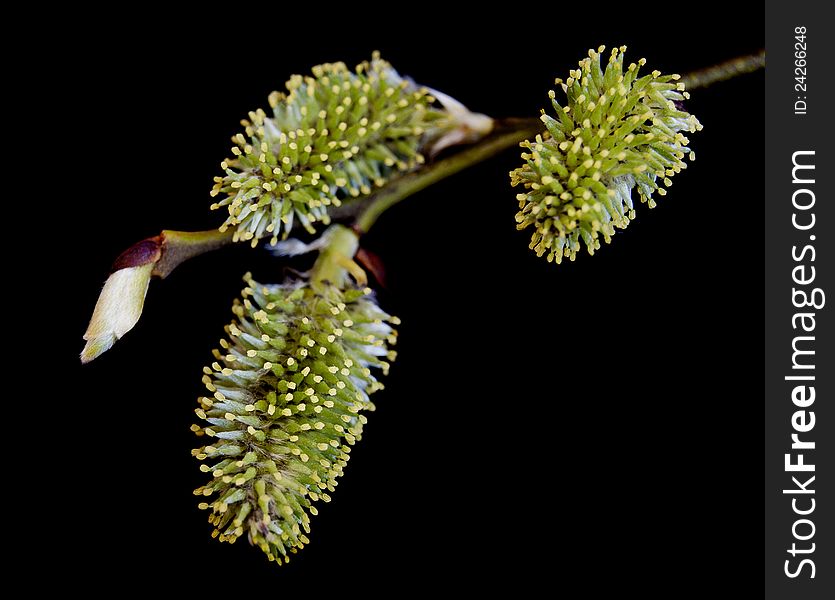 Pussy willow on a black background